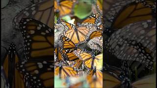 The long journey of the Monarch butterfly shorts monarchbutterfly butterfly [upl. by Neff]