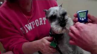 Blood Glucose Measurement in Dogs upper lip at Hillside Veterinary Clinic [upl. by Deuno]