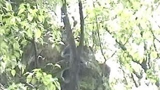 【捉えた！】熱田神宮で暮らすヘビ A large snake on ATSUTA JINGUs tree [upl. by Kalina]