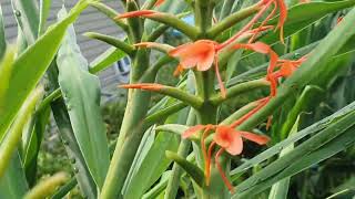 빨간꽃생강flower 진저Hedychium coccineum [upl. by Artus]