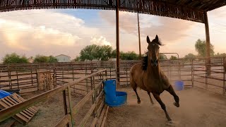 How we do Horse Chores quotSo We Bought A Horse Property EP 20quot [upl. by Innus]