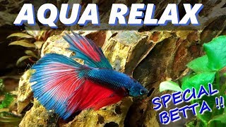 LE PLUS BEAU POISSON POISSON COMBATTANT  BETTA SPLENDENS  Aquariophilie by Aqua Zen [upl. by Eelsha]