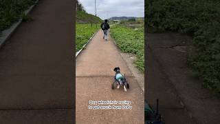 Dog wheelchair racing to get snack from PaPa 🐶 puppy letsgoforawalk cute dog doglover pets [upl. by Greysun]