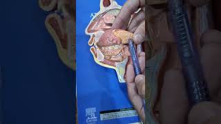 FACE AND NECK SAGITTAL SECTIONHEAD AND NECK ANATOMY REVIEW [upl. by Aikkan]