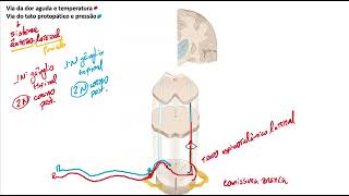 Sistema ânterolateral somestesia [upl. by Philis]