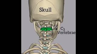 Vertebrae in our skeleton system shorts youtubeshorts skeletalsystem [upl. by Annaiek261]