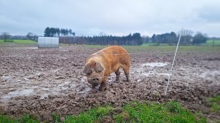 1km de haies  les Cochons de Chaumont sont bien gardés [upl. by Cusick]