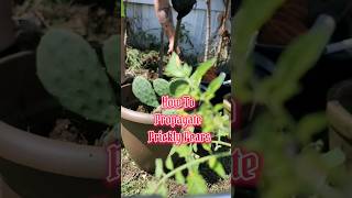 How To Propagate Prickly Pear Cactus shorts [upl. by Aiehtela]