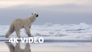 Hungry Polar Bear Ambushes Seal  4K UHD  The Hunt  BBC Earth [upl. by Izmar]