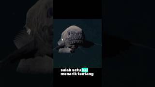 Snailfish marianastrench 8000m facts faktaunik faktadunia misteri lautdalam [upl. by Damle386]