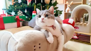 The Best Healing Music to Soothe Cats – Playlist of Music for Cats to Relax Cats Favorite Music [upl. by Cerallua717]