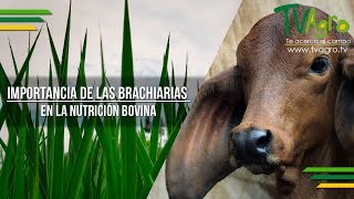 Importancia de las Brachiarias en la Nutrición Bovina  TvAgro por Juan Gonzalo Angel [upl. by Hsemar]