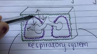 What Is Intrapleural Pressure   USMLE STEP 1 [upl. by Loss]