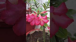 Adenium Grow from Cutting  adeniumplant desertrose adenium bonsaiadenium gardening bonsai [upl. by Idihsar]