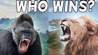 Who Wins In A Fight Gorilla Vs Lion [upl. by Harrod]