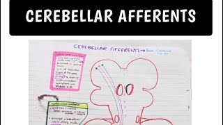 Cerebellar Afferent Pathways Made EASY [upl. by Neely]