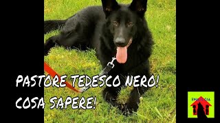 Pastore Tedesco Nero  Cane lupo nero   Cosa Sapere [upl. by Kokoruda]