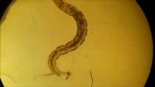 Chironomidae larvae [upl. by Adnawal358]