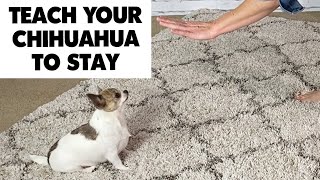 Training your Chihuahua to Stay  Sweetie Pie Pets by Kelly Swift [upl. by Hillari]