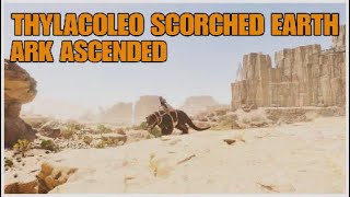 🐯 Ubicación THYLACOLEO SCORCHED EARTH ark survival ASCENDED  y como TAMEAR [upl. by Anayit]