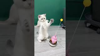 Cat videosshorts shortvideo viralvideo funny [upl. by Levy3]