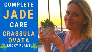 JADE plant Beginners guide Crassula Ovata CARE PROPAGATION flowering MOODY BLOOMS [upl. by Paver]