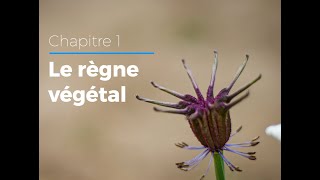 11  Les familles du règne végétal [upl. by Coster]