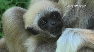 Newborn Gibbon Baby Happy When Mum Comes Back [upl. by Nittirb]