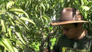 Pruning Vigorous Mango Trees [upl. by Buller]