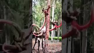 Long antlers elkantlers hornrubbing subscribe share longantlers [upl. by Weathers]