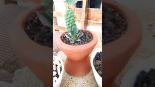 The beauty of Monadenium Ritchiei rare Cactus succulent from Kenya [upl. by Yalonda]