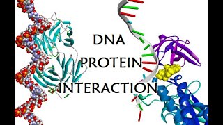 DNA Protein InteractionsMacromolecular dockingMOEDiscovery Studio Visualizer MajidAli2020 [upl. by Nhor]