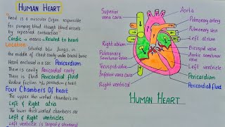 human heart structure and function [upl. by Declan]