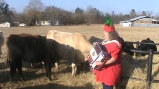 Cows LOVE Jingle Bells [upl. by Jezreel]