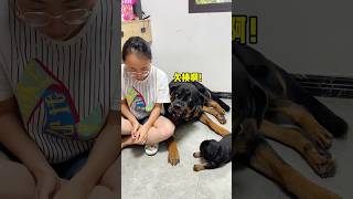 一坨想亲近小坨，母老虎百般阻挠。 罗威纳护卫犬 rottweiler 罗威纳 萌宠 一坨 pets 向威 萌寵 犬舍 [upl. by Tuttle]