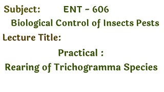 Practical Laboratory rearing of Trichogramma Species  Biological control  Trichogramma steps [upl. by Flavio]