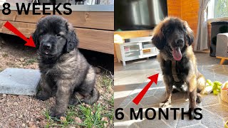 Leonberger puppy growth from 8 weeks to 6 months [upl. by Hughie389]