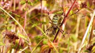 Largiope bruennichi [upl. by Achorn439]