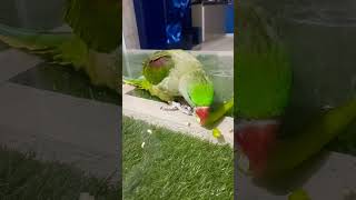 Parrot eat green chilli [upl. by Kinemod931]