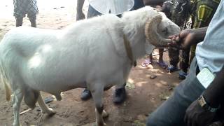 Combat de mouton au bénin [upl. by Orravan]