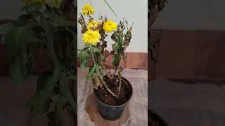 my garden blooms flowers youtubeshorts related gardening nature [upl. by Ihteerp265]