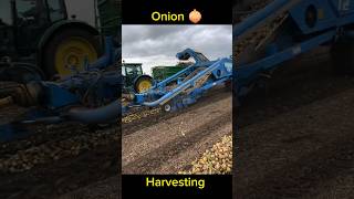 Onion 🧅Harvesting shorts farming technology tractor automobile machine onion satisfying fyp [upl. by Adnyleb]