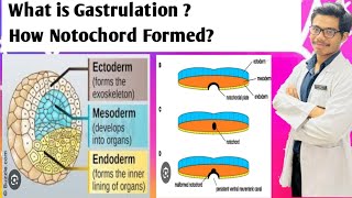 Notochord Formation  Remnants of Notochord  Gastrulation Process [upl. by Michele810]