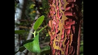 Arbutus menziesii Pacific madrone Ericaceae [upl. by Lubet]