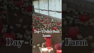 poultry farm business planpoultry farm loanpoultry farm [upl. by Mij155]