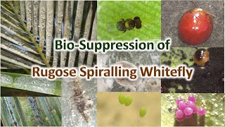 Rugose Spiralling White Fly [upl. by Rosalinde]