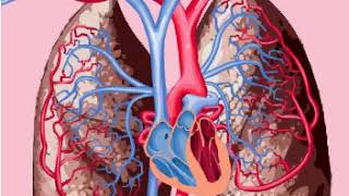 Pulmonary and systemic circulations [upl. by Engedus483]