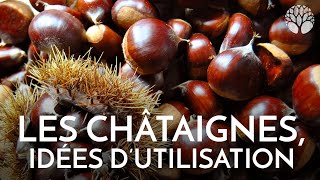 Les châtaignes sont là  quelques idées dutilisation [upl. by Dranyl]