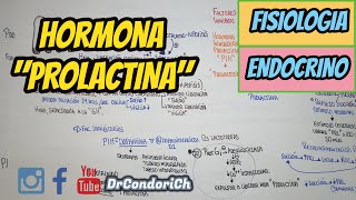 Fisiología de la Hormona Prolactina COMPLETOSENCILLO Y FÁCIL [upl. by Nies]