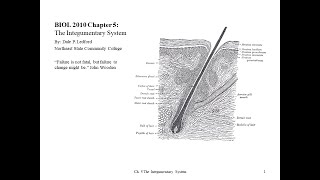 BIOL 2010 Chapter 5 Part 2 of 2 [upl. by Eireva]